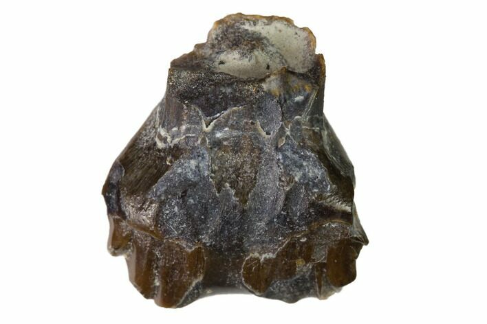 Fossil Nodosaur Tooth - Judith River Formation, Montana #144843